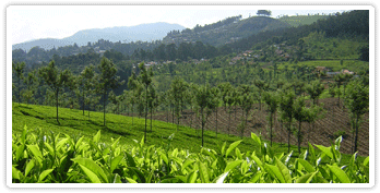 coonoor