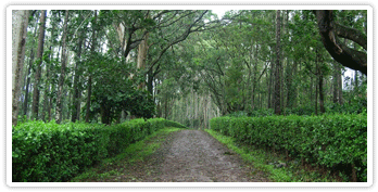 Coorg