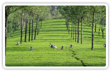 munnar1