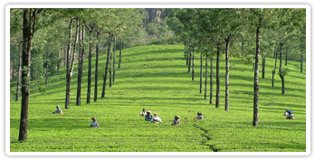 munnar