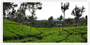 coonoor