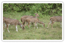 wayanad