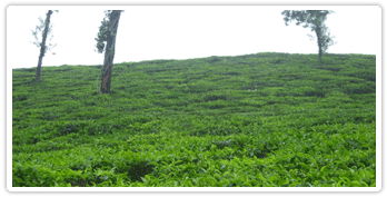 WAYANAD3